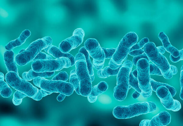 microscopic magnification Legionella pneumophila, Gram-negative bacillus that causes pneumonia. 3d illustration